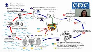 Schistosoma mansoni tutoriales de la maestra Ramona A Hernández Tolentino [upl. by Lyrradal]