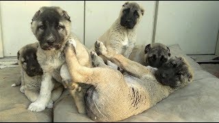 ASLAN PARÇALARI BUNLAR MAŞALLAH  Brave amp Cute Little Kangal Puppies [upl. by Assilym]