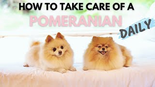 How To Take Care Of A Pomeranian Daily  Ultimate New Pom Owners Guide [upl. by Yngiram]