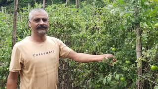 Grafted tomato in Solan Himanchal Pradesh Variety  Himsona Farmer experience [upl. by Xanthe]