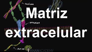 Matriz extracelular  Estrutura celular  Biologia  Khan Academy [upl. by Leonardi]