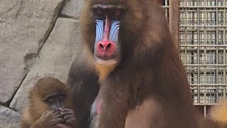 The Amazing Mandrill Family  Baboon  Animal Kingdom  Beautiful Creature [upl. by Walton]