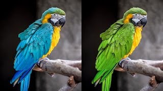 How to Adjust Specific Colors with Hue amp Saturation Adjustment Layers in Photoshop [upl. by Desdemona208]