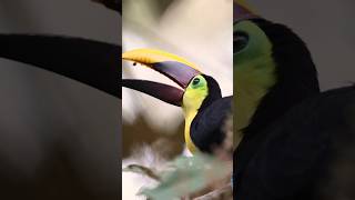 The Fascinating World of Toucans [upl. by Moreville40]