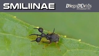 Cyphonia clavata treehopper Membracidae  Smiliinae [upl. by Kier122]