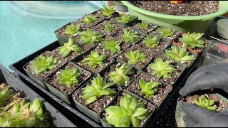 Haworthia Propagation Tips  Episode 158 [upl. by Assirec61]