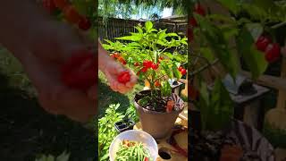 First harvest habanero chilli peppers shorts [upl. by Nnyltiac]