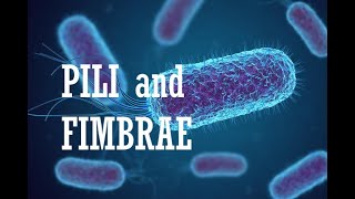 What is function of Fimbriae and Pili  Difference  Kingdom Monera  Structure  Biology  English [upl. by Anirad]