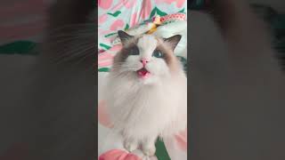 小嗲猫 叫声太勾人了 cat 布偶猫 cute 治癒小貓 喵星人 cutecat kitten pets [upl. by Aneehc954]