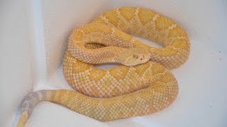 CROTALUS ATROX ALBINO SOUND [upl. by Bois960]