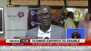 Kenya flowers exports expected to double in the next 2 months as the sector gears to high season [upl. by Judith]