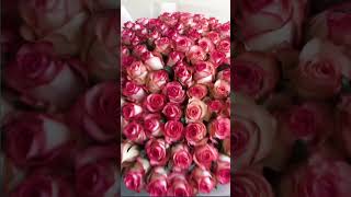 Djemila flowers florets music rose bouquetoflove love bouquet flowerbouqet pink [upl. by Etiuqal932]