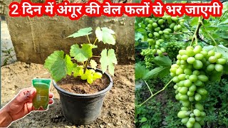 अंगूर का पौधा 2 दिन में फलों से भर जाएगा  Grape plant care in pot at home [upl. by Yendor993]