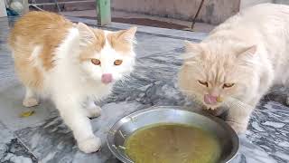 My cats are drinking soup [upl. by Ede]