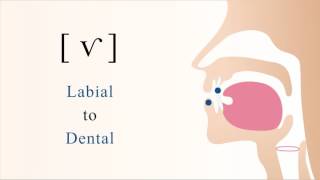 ⱱ  f̆  v̆  voiced labiodental tap [upl. by Windsor]