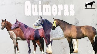 Caballos Con Doble Pelaje quotQuimerasquot 🐴Del Cerro Soy [upl. by Gabriello4]