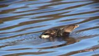 The Piedbilled Grebes Lobed Foot NARRATED [upl. by Nawaj]