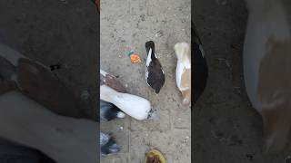 Pigeon Catching Video pigeon kabotar shorts whatsapp yt viral trending [upl. by Onilegna560]