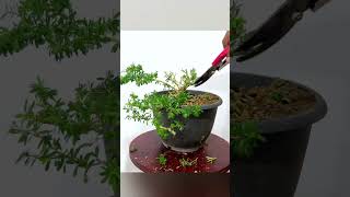 How to Shape a Desmodium Bonsai for Home Decor Trimming and Wiring Tips [upl. by Enirhtak]