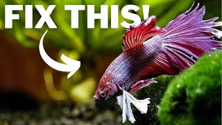 Reasons Why Your Betta Fish Keep Getting Sick [upl. by Beret]