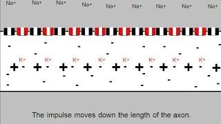 Action Potential Neural Impulse Animation [upl. by Charmain311]