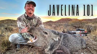 How to hunt javelina with a bow amp arrow [upl. by Rhoads811]