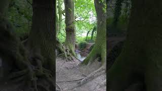 Footbridge at Coetiroedd Nant Fawr Woodlands [upl. by Aistek482]