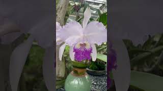 cattleya lueddemannianacoeruleaflameaClarissa Arroyo [upl. by Thoma]