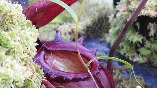 Nepenthes Greenhouse Highland rajah villosa jamban Hydrofogger Plantfog 2015 HD [upl. by Feinleib]