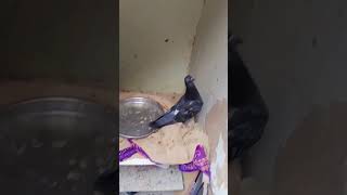 Pigeons varialshorts bird birdspecies vijay talapathi audio bangalore pigeon birds lover 🕊💫 [upl. by Naitsirhk718]