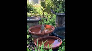 Singing Honeyeater [upl. by Stannfield]