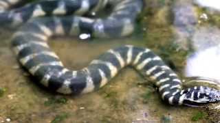 Banded File Snake [upl. by Lamaaj]