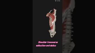 Shoulder transverse adduction and abduction anatomy medical mbbsanatomy [upl. by Judah]