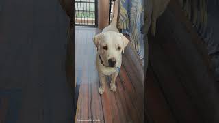 Taaka jhaankidoglover labrador funny comedy funnydog [upl. by Phi]