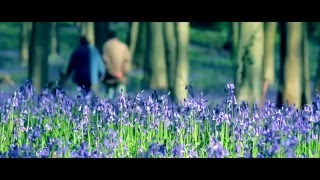 Bluebell wood in Somerset England  spring 2016 [upl. by Fotzsyzrk]