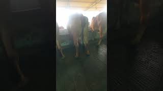 cow cowlover gaumata gaupalan gaushala animals trending dairyfarm video shorts viralshort [upl. by Bazil]