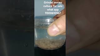 grindal worms culture for sale grindalworm [upl. by Gaiser]