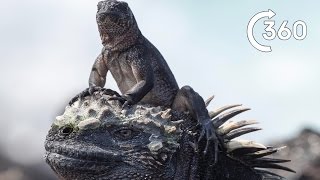 Filming Iguana vs Snakes  Behind the Scenes 360°  Planet Earth II [upl. by Selfridge]