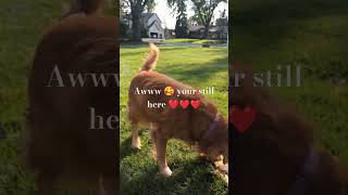 I love Golden retrievers goldenretriever dog viral [upl. by Bahr172]