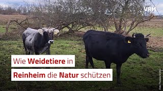 Wie Weidetiere die Natur schützen [upl. by Sibley]