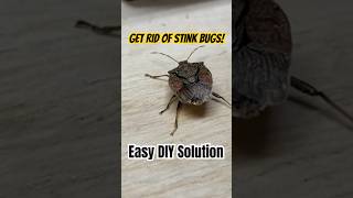 Eliminate stink bugs easily this fall stinkbug diy [upl. by Duncan788]