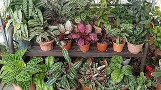 19 Types  Varieties Of Calathea  Prayer plant With Names And Comparison [upl. by Rausch]