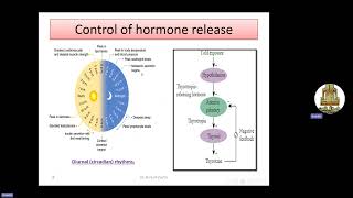 endocrine system physiology 1 [upl. by Fantasia]