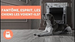 Les chiens peuventils voir des fantômes ou des esprits [upl. by Ohcamac]