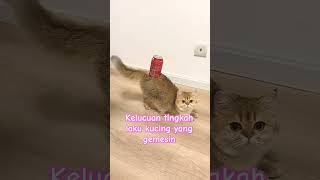 THE FUNNY CAT EPISODE 1 🤣🤣🤣🤣 [upl. by Elizabeth]