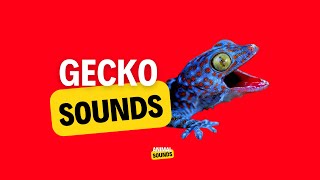 Gecko Sound  Gecko Effect  Tokay Gecko Big Size [upl. by Ezana]