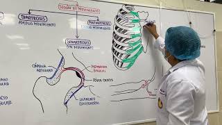 Clasificación y funciones de articulaciones [upl. by Janine]