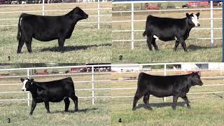 Simmental Heifer Judging Class [upl. by Christoffer]