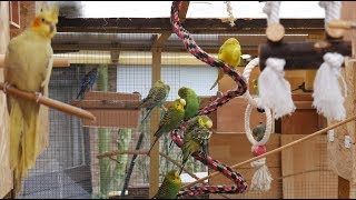 Over 3 Hours of Budgies and Cockatiels Talking Singing and Playing in their Aviary [upl. by Adnirual]