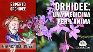 Orchidee una medicina per lanima [upl. by Nnyw620]